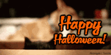 A cute kitten poking it's head over a counter and then meowing, with the words "Happy Halloween" displayed