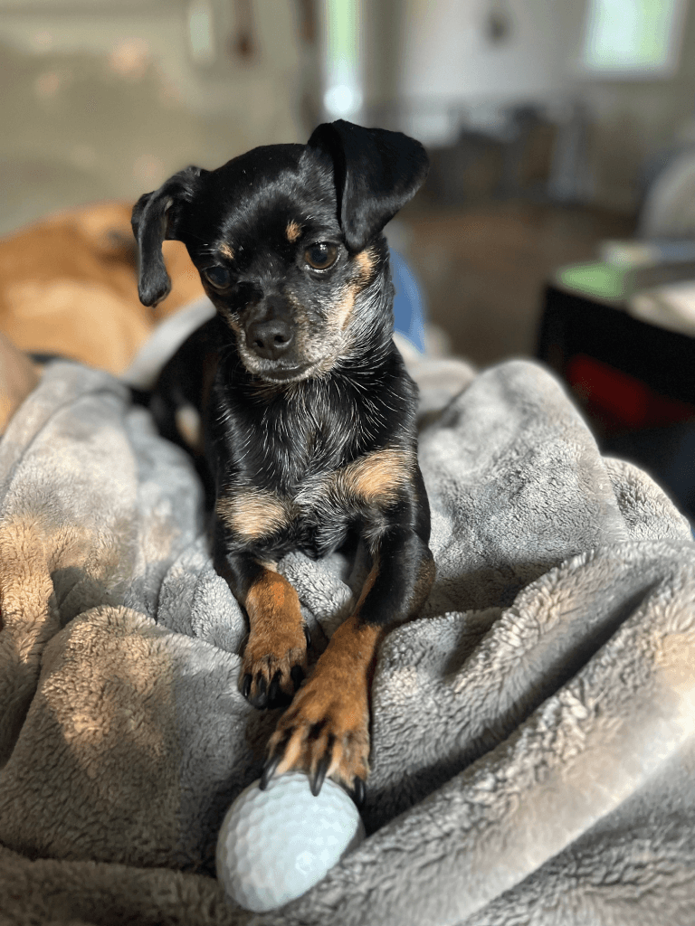 Our adorable chihuahua, Hammy, posing with his golfball