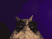 An animated cat spreading it's arms and the words "The More You Know" appear over it's head.