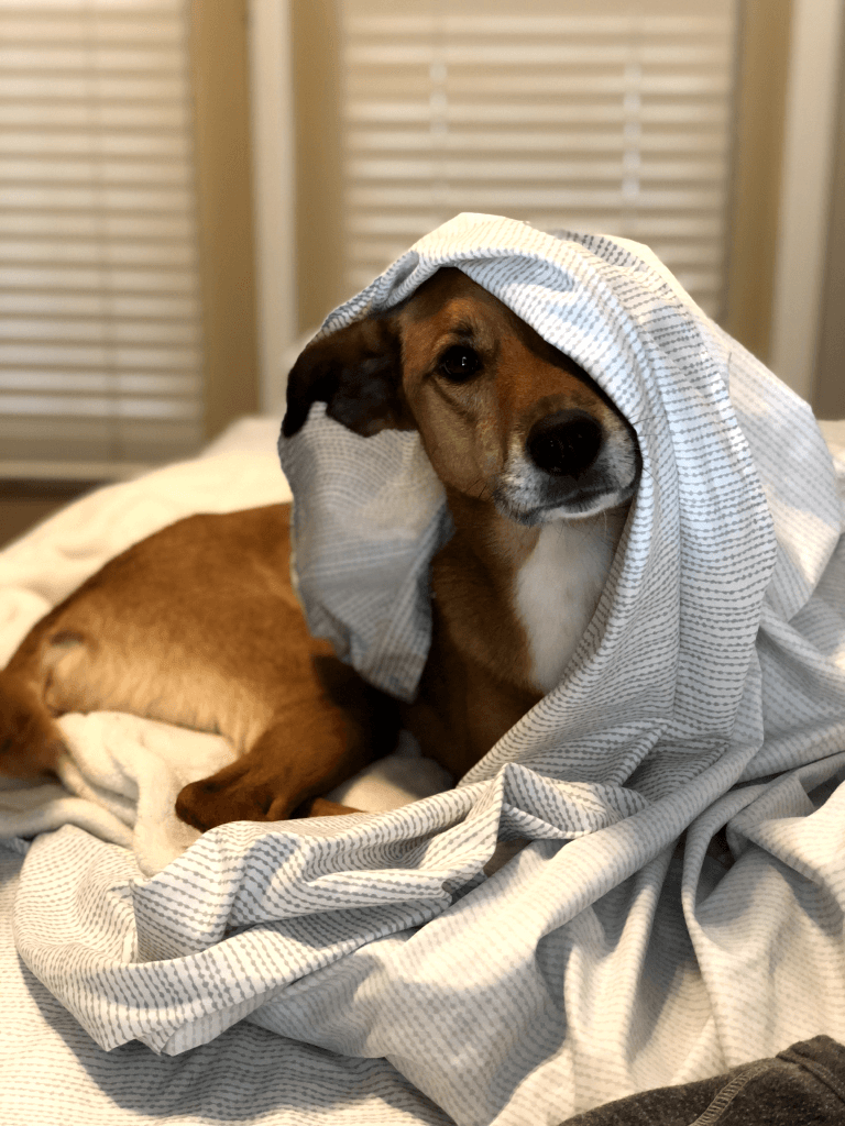 Our carolina dog, Molly, playing in the bed sheets