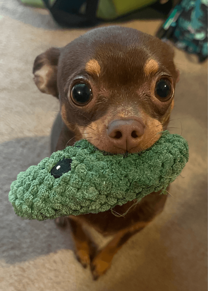 Our other super cute chihuahua, Olive, posing with her favorite toy...her pickle