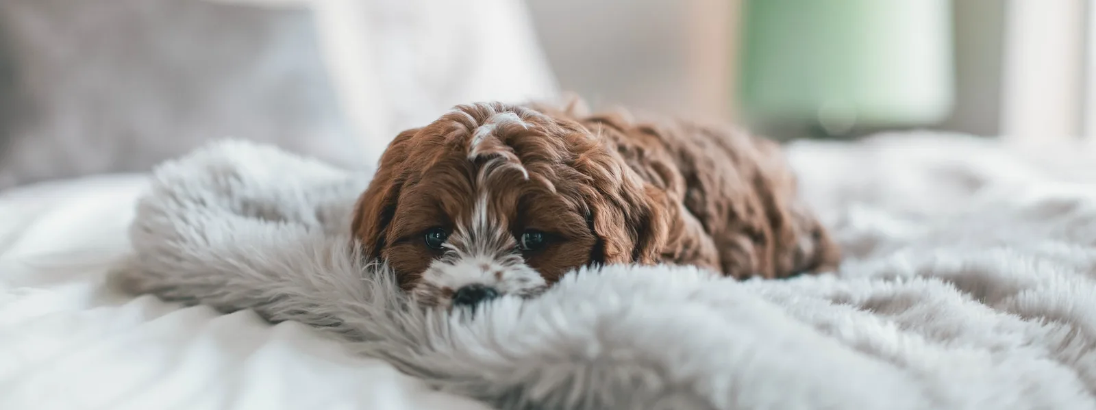 A cute, fluffy puppy laying down on a comfy looking blanket